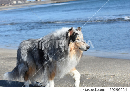 Old collie dog Old collie dog 59296934