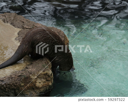 看著水的kasumeka水獺 59297322