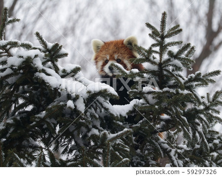 從樹上往下看的小熊貓 59297326