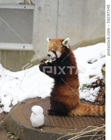 Red panda sitting with a snowman Kuuta [at Chiba Zoological Park] 59297348