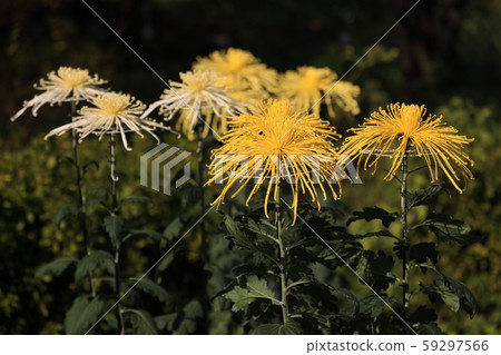 Curled long hair chrysanthemums 59297566