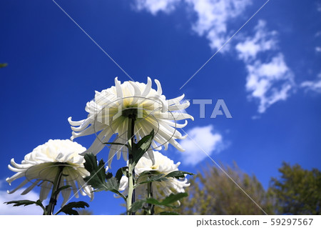 Three tailored white chrysanthemum looking up at the blue sky 59297567