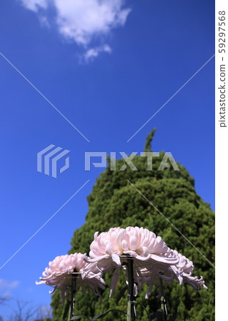 白菊花暫時放在藍天下 59297568