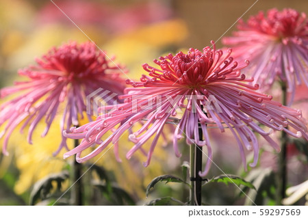 菊花花瓣像粉紅色的長發 59297569