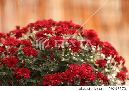 堆的紅色小菊花 59297570