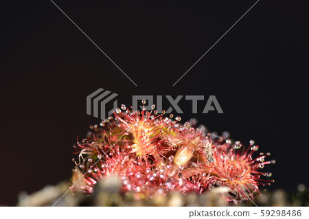 威爾士洋蔥 59298486