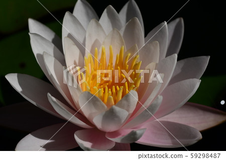 粉紅羊花 59298487