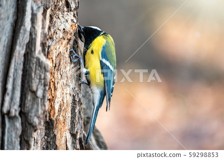 A tit is looking for food on a tree trunk. 59298853