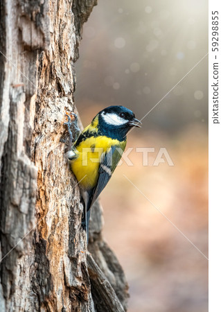 A tit is looking for food on a tree trunk. 59298855