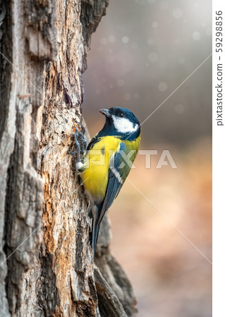 A tit is looking for food on a tree trunk. A tit is looking for food on a tree trunk. 59298856