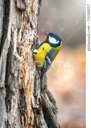 A tit is looking for food on a tree trunk. A tit is looking for food on a tree trunk. 59298857