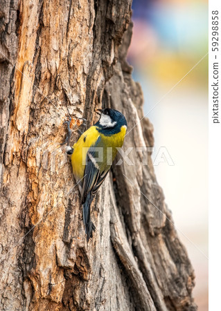 A tit is looking for food on a tree trunk. A tit is looking for food on a tree trunk. 59298858