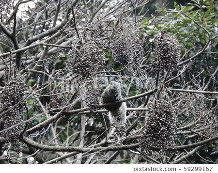 Taiwan squirrels 59299167