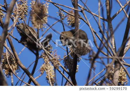Taiwan squirrels 59299170