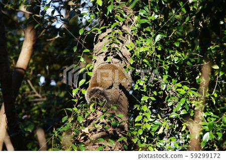 Taiwan squirrels 59299172