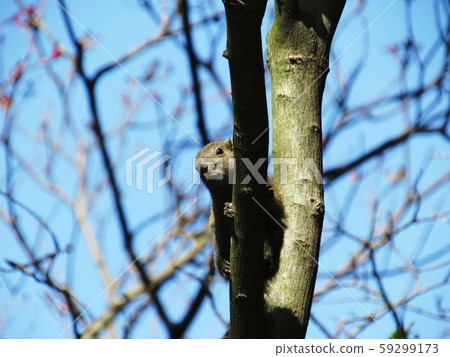 Taiwan squirrels 59299173