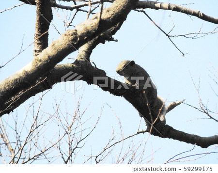 Taiwan squirrels 59299175