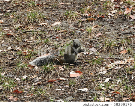 Taiwan squirrels 59299176