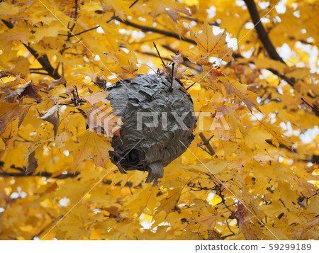 Hornet's nest made of maple tree Hornet's nest made of maple tree 59299189