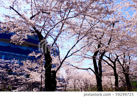[東京]六本木東京中城花園盛開的櫻花 59299725