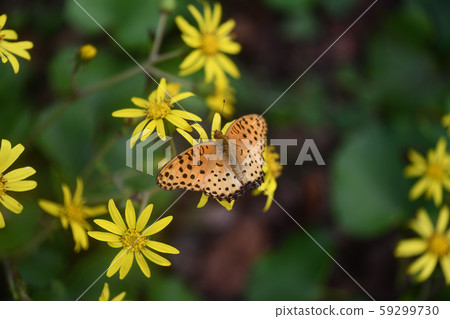 Bluefin leopard and stone ax 59299730