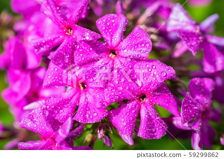 Pink phlox flower close up. 59299862