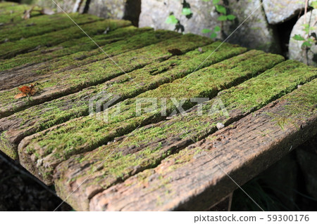 爛木板凳和苔蘚 59300176