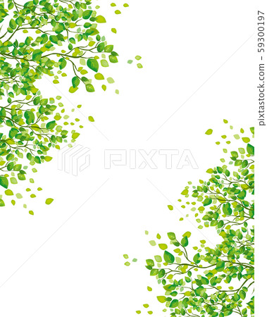 樹：樹枝自然綠色葉子新鮮綠色新芽初夏夏天春春天生態綠色 59300197