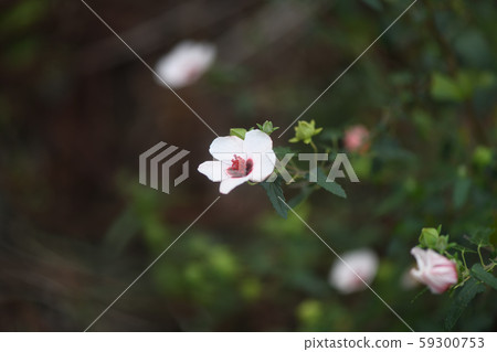 Yanonebontenka flowers 59300753