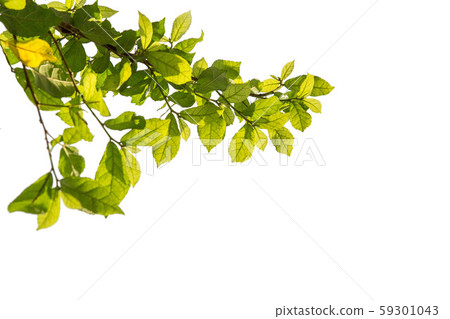 Green Leaf Isolated on White Background. 59301043