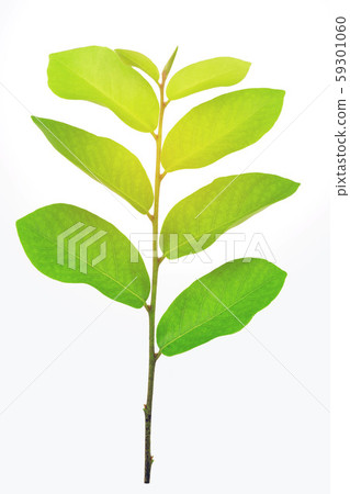 Green leaves, sunlight, reflection isolated on 59301060