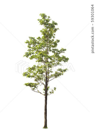 isolated big tree on White Background. 59301064