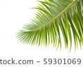 Green leaves of palm tree isolated on white 59301069