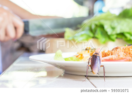 The problem in the house because of cockroaches 59301071