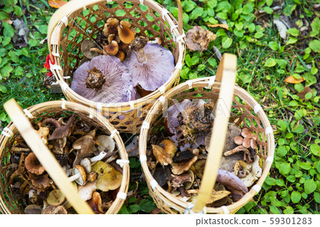 Natural mushrooms 59301283