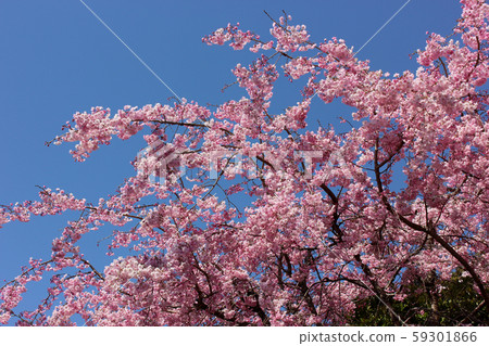 Clear blue sky and weeping cherry of Umeiwaji (2) 59301866