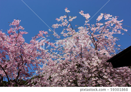 A clear blue sky and a weeping cherry tree in Umeiwaji (3) 59301868