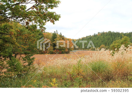 Mossy swamp of Kijiyama plateau 59302395