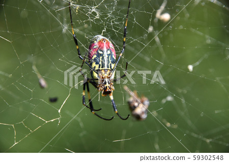 Joro gumo (female spider) 59302548