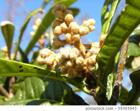 琵琶花蕾盛開在冬天 琵琶花蕾盛開在冬天 59303043
