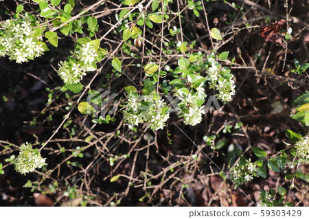 Thai one-horned springwood (endangered plant) Thai one-horned springwood (endangered plant) 59303429