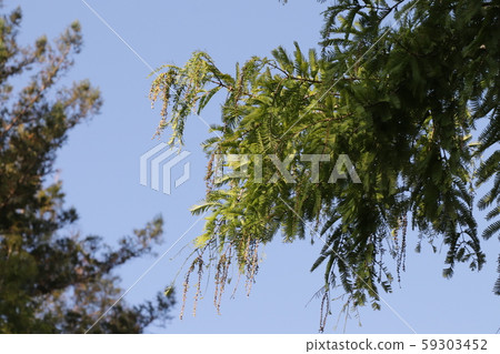 Metasequoia Spear 59303452