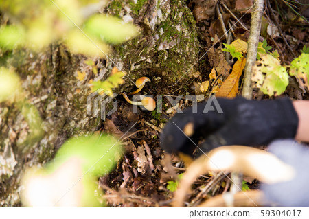 Autumn enjoying mushroom picking 59304017