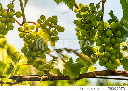 Vineyards in south styria in Austria. Landscape of 59304073