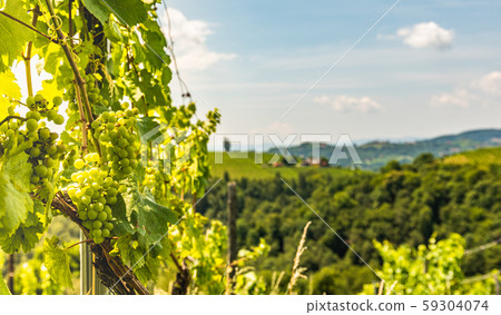 Vineyards in south styria in Austria. Landscape of 59304074