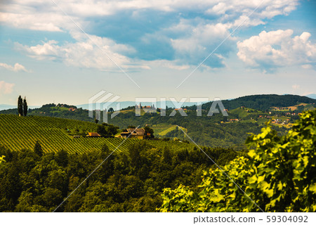 Vineyards in south styria in Austria. Landscape of 59304092