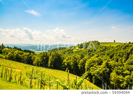 Vineyards in south styria in Austria. Landscape of 59304094