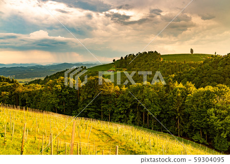 Vineyards in south styria in Austria. Landscape of 59304095