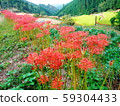 群集孤挺花 59304433