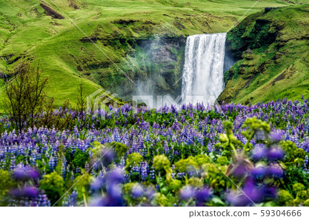 Skogafoss Waterfall in Iceland in Summer. Skogafoss Waterfall in Iceland in Summer. 59304666
